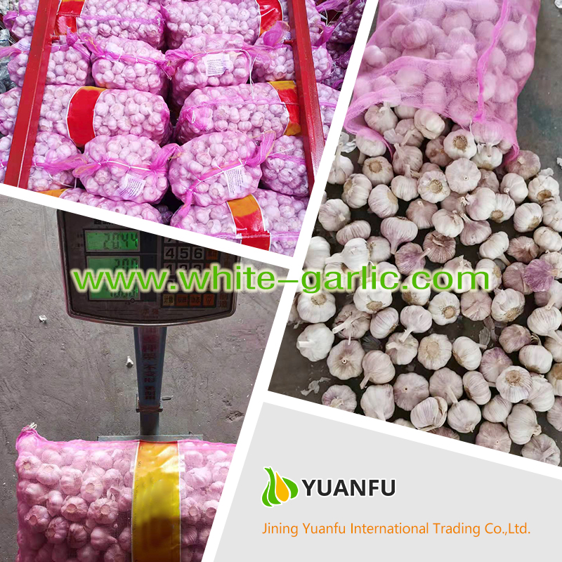 garlic exporters garlic exporters